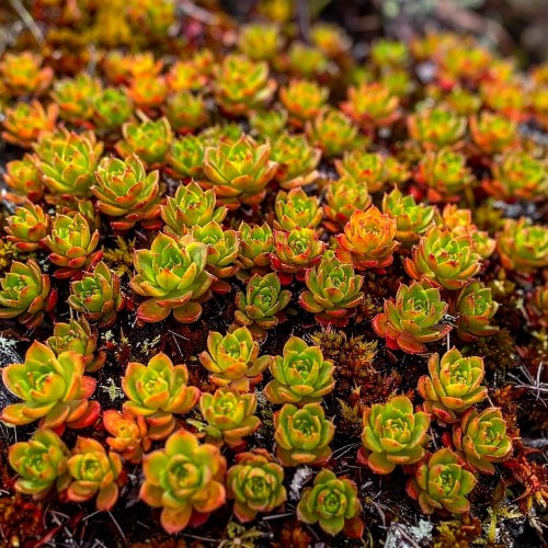 Rozchodnik kaukaski Dragons Blood