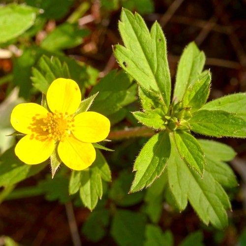 Pragnia kuklikowata (waldsteina geoides)