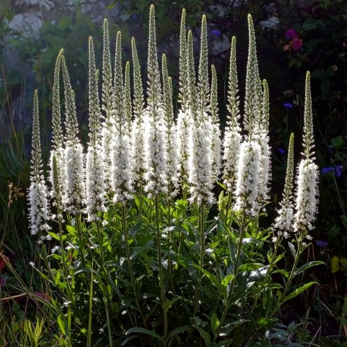Przetacznikowiec-wirginijski-Alba-Veronicastrum-virginicum-zdrowa-sadzonka-biale-kwiaty-zielona-para.jpg