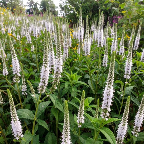 Przetacznikowiec wirginijski Alba