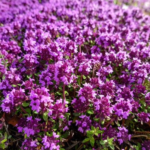 macierzanka-piaskowa-niska-thymus-serpyllum-bressingham-seedling-zielonapara-sadzonka-duza-zdrowa-rozowe-kwiat.jpg