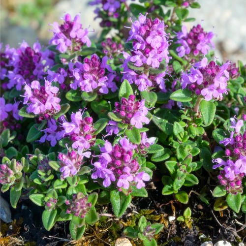 macierzanka-piaskowa-niska-thymus-serpyllum-bressingham-seedling-zielonapara-sadzonka-duza-zdrowa-rozowe-kwiat.jpg