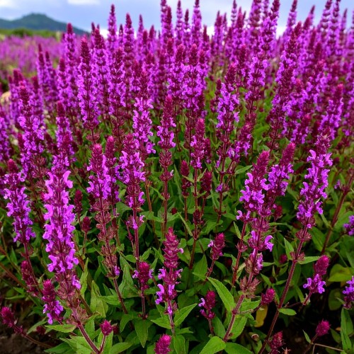 szalwia-omszona-rozowa-salvia-nemorosa-zielonapara-sadzonka-duza-zdrowa-rozowe-kwiat.jpg