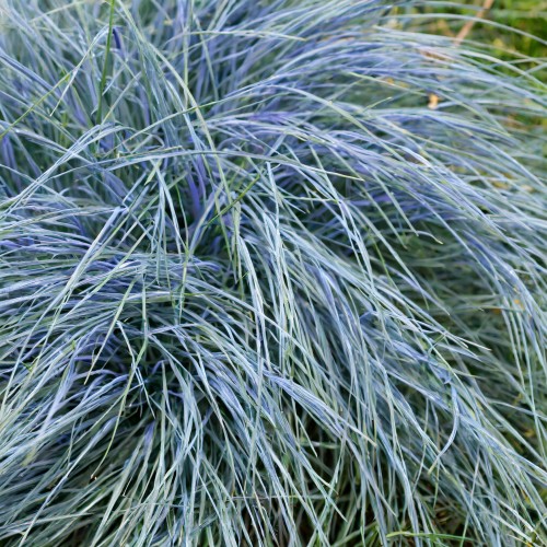 wiechlina-niebieska-poa-glauca-blue-hills-zielonapara-sadzonka-duza-zdrowa-niebieskozielone-kepy