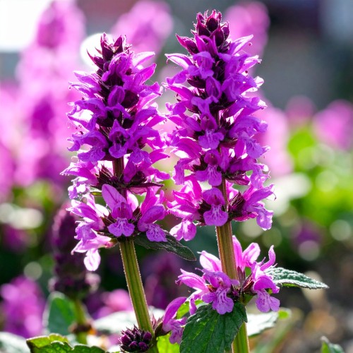czysciec-stachys-monieri-humello-zielonapara-sadzonka-duza-zdrowa-fioletowe-kwiaty-srebrne-liscie.jpg