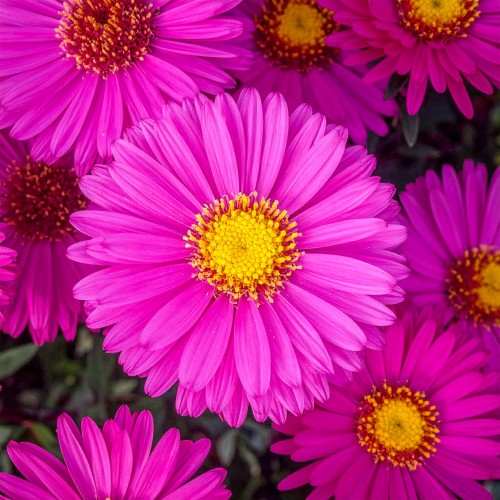 aster-nowobelgijski-aster-novi-belgii-neron-zielonapara-sadzonka-duza-zdrowa-jesienne-kwiaty.jpg