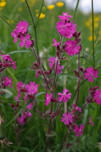 lepnica-schafta-silene-schafta-splendens-zielonapara-sadzonka-duza-zdrowa-rozowe-kwiaty