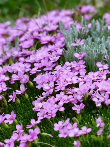 lepnica-bezlodygowa-silene-acaulis-zielonapara-sadzonka-duza-zdrowa-rozowe-kwiaty-poducha