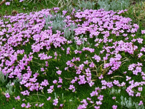 lepnica-bezlodygowa-silene-acaulis-zielonapara-sadzonka-duza-zdrowa-rozowe-kwiaty-poducha