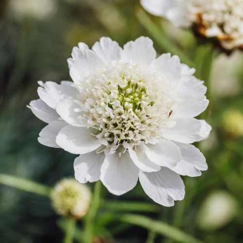 driakiew-zolta-scabiosa-ochroleuca-moon-dance-zielonapara-sadzonka-duza-zdrowa-zolte-kwiaty