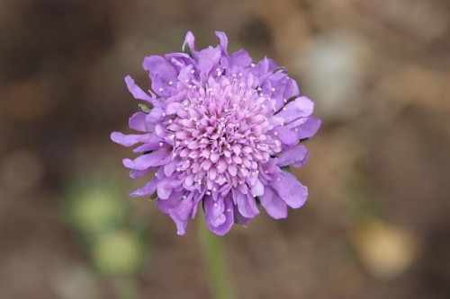 driakiew-kaukaska-scabiosa-caucasica-perfecta-zielonapara-sadzonka-duza-zdrowa-fioletowe-duze-kwiaty