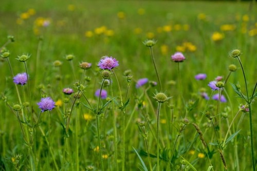 driakiew-kaukaska-scabiosa-caucasica-perfecta-zielonapara-sadzonka-duza-zdrowa-fioletowe-duze-kwiaty