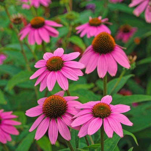 jezowka-purpurowa-echinacea-purpurea-powwow-wild-berry-zielonapara-sadzonka-duza-zdrowa-rozowe-kwiaty