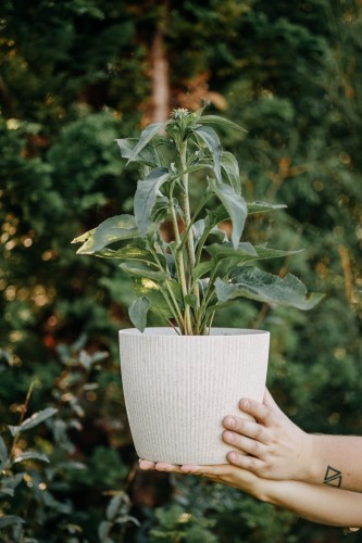 jezowka-purpurowa-echinacea-purpurea-powwow-wild-berry-zielonapara-sadzonka-duza-zdrowa-rozowe-kwiaty