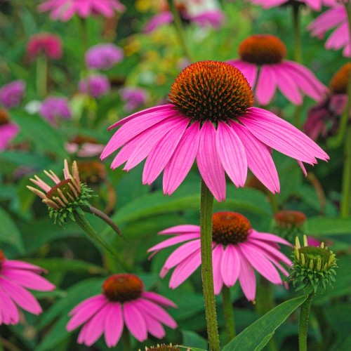 jezowka-purpurowa-echinacea-purpurea-powwow-wild-berry-zielonapara-sadzonka-duza-zdrowa-rozowe-kwiaty
