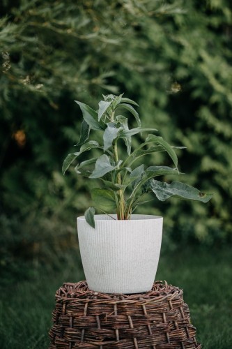 jezowka-purpurowa-echinacea-purpurea-powwow-wild-berry-zielonapara-sadzonka-duza-zdrowa-rozowe-kwiaty