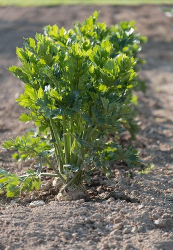 seler-naciowy-apium-graveolens-var-dulce-zielonapara-sadzonka-duza-zdrowa-jadalne-lodygi