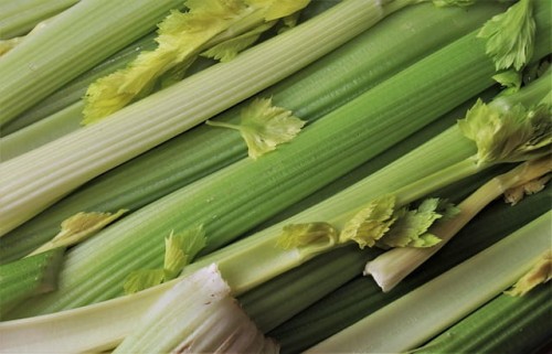 seler-naciowy-apium-graveolens-var-dulce-zielonapara-sadzonka-duza-zdrowa-jadalne-lodygi