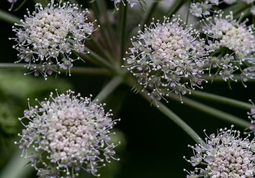 seler-naciowy-apium-graveolens-var-dulce-zielonapara-sadzonka-duza-zdrowa-jadalne-lodygi
