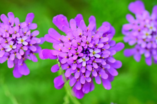 ubiorek-wieczniezielony-iberis-sempervirens-absolutely-amethyst-zielonapara-sadzonka-duza-zdrowa-fioletowe-kwiaty
