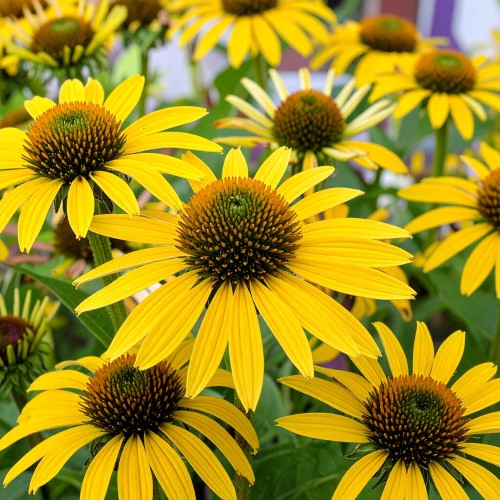 jeżówka-purpurowa-Echinacea-purpurea-zielonapara-zielona-para-sadzonka-0257.jpg