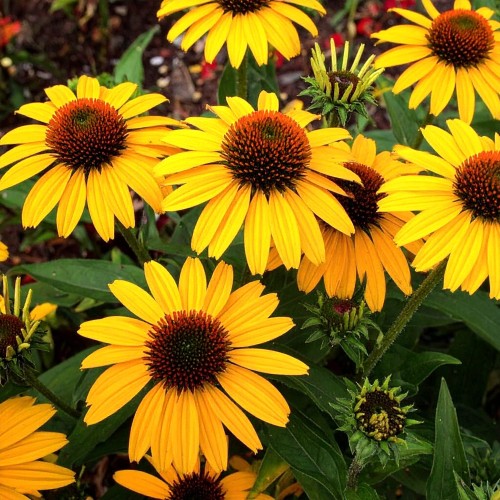 jeżówka-purpurowa-Echinacea-purpurea-zielonapara-zielona-para-sadzonka-0257.jpg