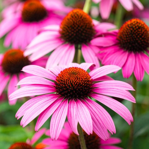 jezowka-purpurowa-echinacea-purpurea-zielonapara-sadzonka-duza-zdrowa-kwiaty.jpg