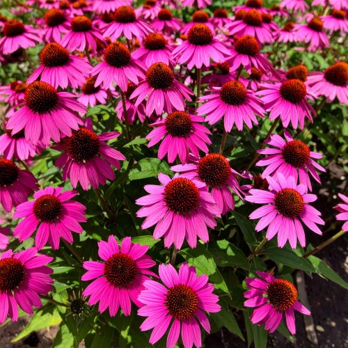jezowka-purpurowa-echinacea-purpurea-zielonapara-sadzonka-duza-zdrowa-kwiaty.jpg