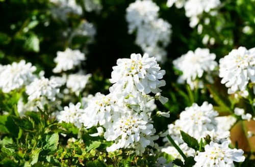 ubiorek-iberis-sempervirens-zielonapara-sadzonka-duza-zdrowa-biale-kwiaty.jpg