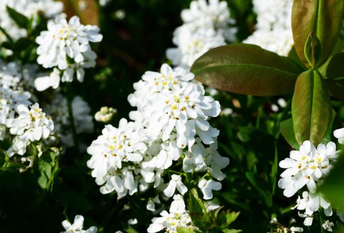 ubiorek-iberis-sempervirens-zielonapara-sadzonka-duza-zdrowa-biale-kwiaty.jpg
