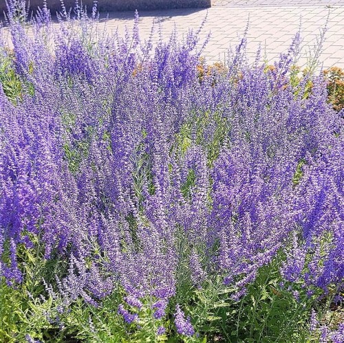 perowskia-lobodolistna-perovskia-atriplicifolia-zielonapara-sadzonka-duza-zdrowa-fioletowe-kwiaty