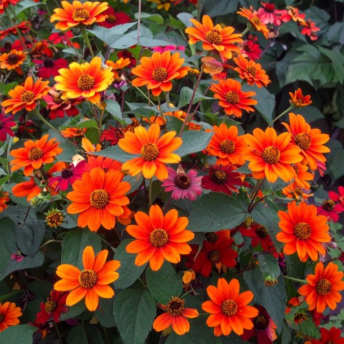 sloneczniczek-heliopsis-helianthoides-bleeding-hearts-zielonapara-sadzonka-duza-zdrowa-zolte-kwiaty-czerwone-lodygi.jpg