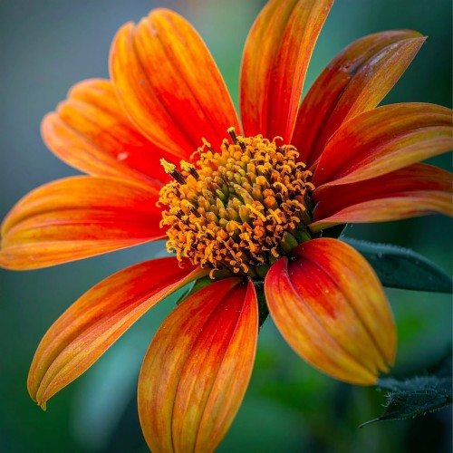 sloneczniczek-heliopsis-helianthoides-bleeding-hearts-zielonapara-sadzonka-duza-zdrowa-zolte-kwiaty-czerwone-lodygi.jpg