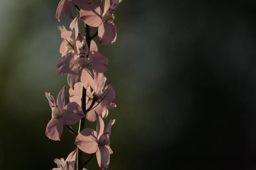ostrozka-wielkokwiatowa-delphinium-grandiflorum-delfix-rose-zielonapara-sadzonka-duza-zdrowa-rozowe-kwiaty