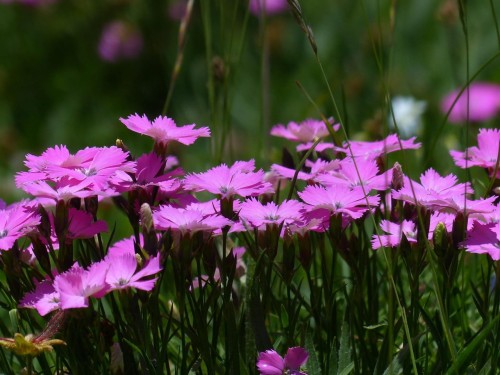 gozdzik-siny-dianthus-gratianopolitanus-la-bour-bille-zielonapara-sadzonka-duza-zdrowa-rozowe-kwiaty