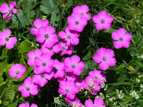 gozdzik-siny-dianthus-gratianopolitanus-la-bour-bille-zielonapara-sadzonka-duza-zdrowa-rozowe-kwiaty
