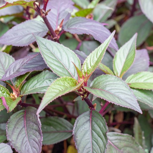 rdest-persicaria-microcephala-red-dragon-zielonapara-sadzonka-duza-zdrowa-czerwone-lisci.jpg