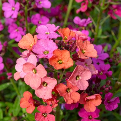 lak-pachnacy-erysimum-cheiri-constant-cheer-zielonapara-sadzonka-duza-zdrowa-pomaranczowo-zolte-kwiaty