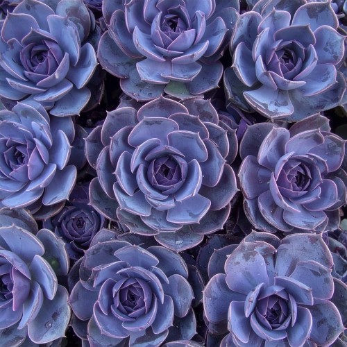 rojnik-ogrodowy-sempervivum-aquila-zielonapara-sadzonka-duza-zdrowa-czerwono-zielone-rozety