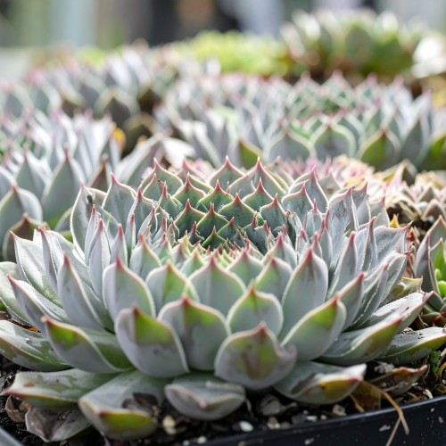 rojnik-ogrodowy-sempervivum-aquila-zielonapara-sadzonka-duza-zdrowa-czerwono-zielone-rozety