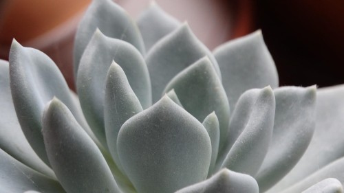 rojnik-ogrodowy-sempervivum-aquila-zielonapara-sadzonka-duza-zdrowa-czerwono-zielone-rozety