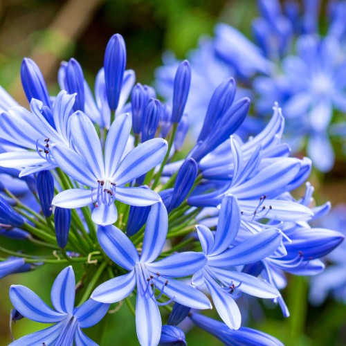 agapant-afrykanski-agapanthus-africanus-umbrella-blue-zielonapara-sadzonka-duza-zdrowa-biale-kwiaty