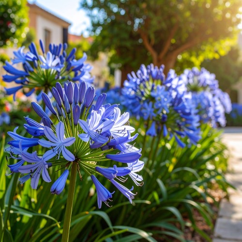 agapant-afrykanski-agapanthus-africanus-umbrella-blue-zielonapara-sadzonka-duza-zdrowa-biale-kwiaty