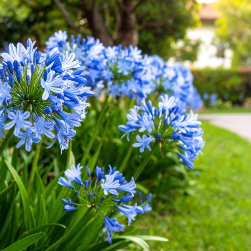 agapant-afrykanski-agapanthus-africanus-umbrella-blue-zielonapara-sadzonka-duza-zdrowa-biale-kwiaty