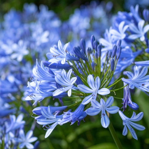 agapant-afrykanski-agapanthus-africanus-umbrella-blue-zielonapara-sadzonka-duza-zdrowa-biale-kwiaty