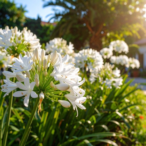 agapant-afrykanski-agapanthus-africanus-albus-zielonapara-sadzonka-duza-zdrowa-biale-kwiaty