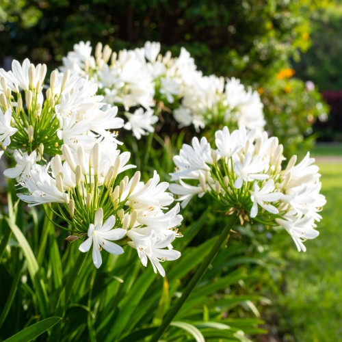 agapant-afrykanski-agapanthus-africanus-albus-zielonapara-sadzonka-duza-zdrowa-biale-kwiaty