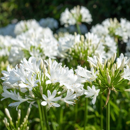 agapant-afrykanski-agapanthus-africanus-albus-zielonapara-sadzonka-duza-zdrowa-biale-kwiaty