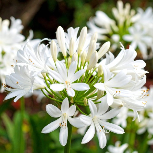 agapant-afrykanski-agapanthus-africanus-albus-zielonapara-sadzonka-duza-zdrowa-biale-kwiaty
