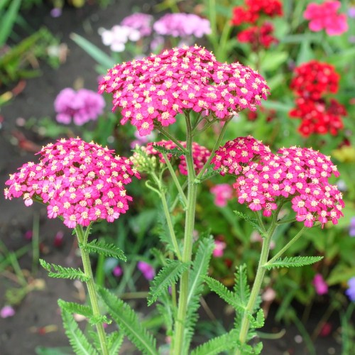 krwawnik-pospolity-achillea-millefolium-purpurglut-zielonapara-sadzonka-duza-zdrowa-rozowe-kwiaty-2.jpg